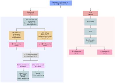 Applications of next generation sequencing in the screening and diagnosis of thalassemia: A mini-review